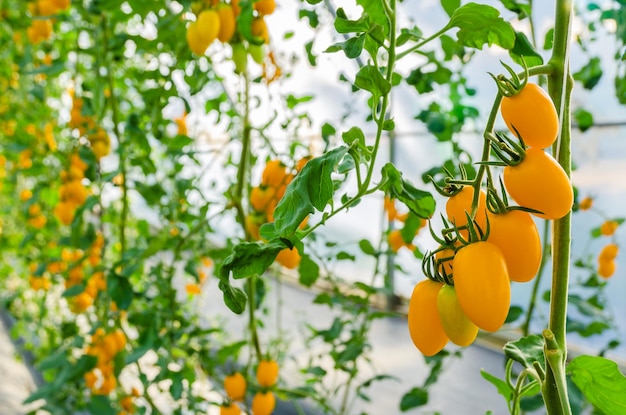 Close up of Fresh bunch of yellow ripe cherry tomatoes on the plant in greenhouse garden