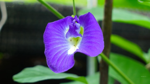 Close up fresh butterfly pea flower or blue pea, bluebellvine ,cordofan pea,bunga telang, teh telang