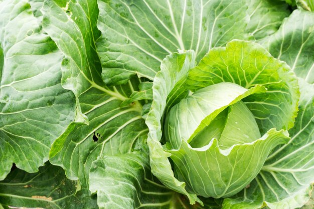 Close up on fresh cabbage in harvest field. Cabbage are growing in garden background.