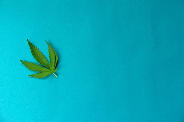 Close up fresh cannabis leaf on a blue background