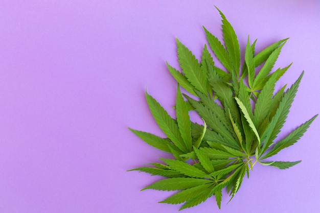 Close up fresh cannabis leaves on purple background