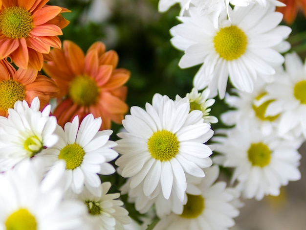 Close up of fresh chamomile flowers