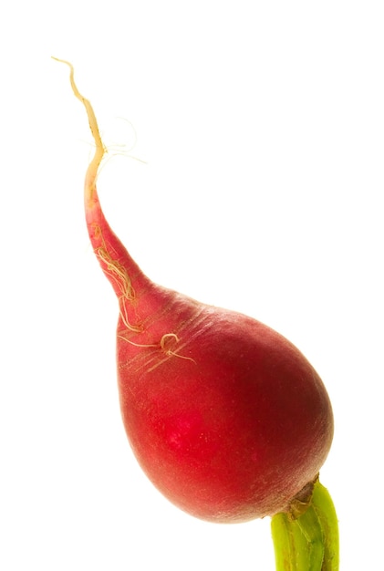 Close up of a fresh dadish isolated on a white background