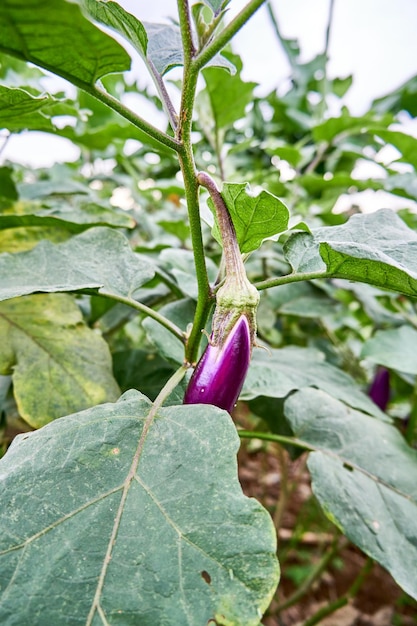 Photo close up of fresh eggplant growing on the plantation