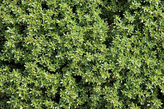 Close up of fresh grass, early morning background.