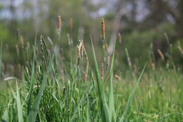 Photo close-up of fresh grass in field