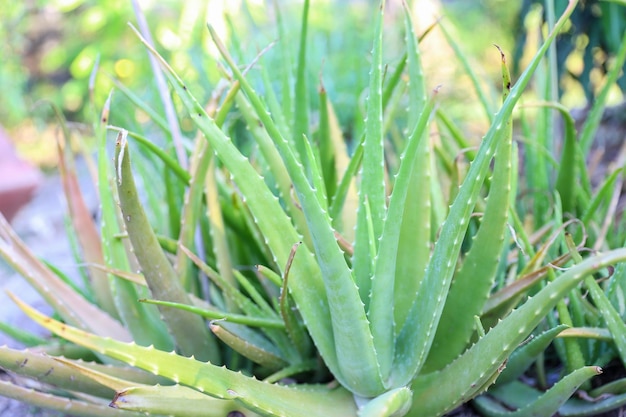 Close up fresh green aloe vera plant in the herb garden