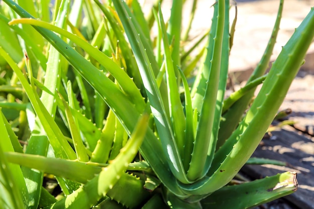 Close up fresh green aloe vera plant in the herb garden