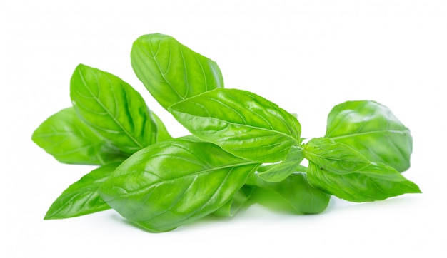 Close up of fresh green basil herb leaves isolated on white background