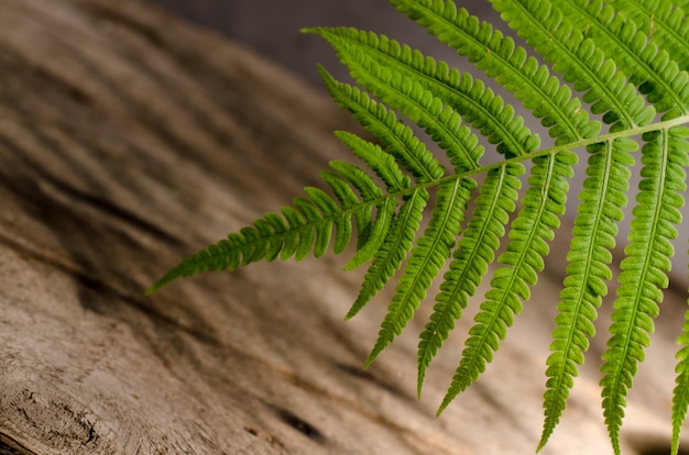 Close up fresh green fern leaf against wooden background. Spring botanical background.