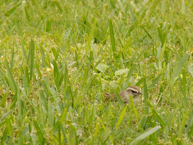 Close-up of fresh green grass in field