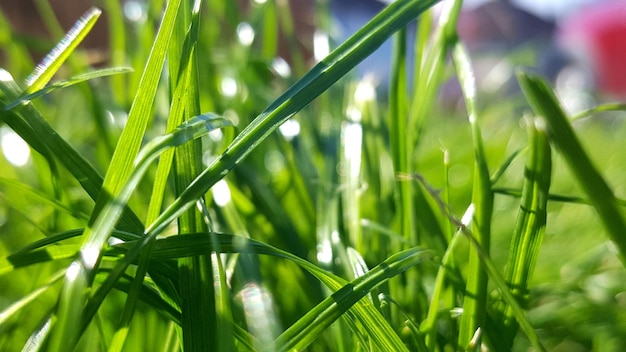 Close-up of fresh green grass