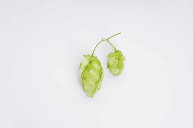 Close up of fresh green hops with copy space