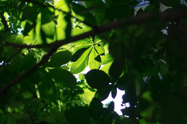 Close-up of fresh green leaves