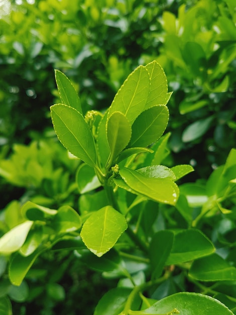 Close-up of fresh green leaves