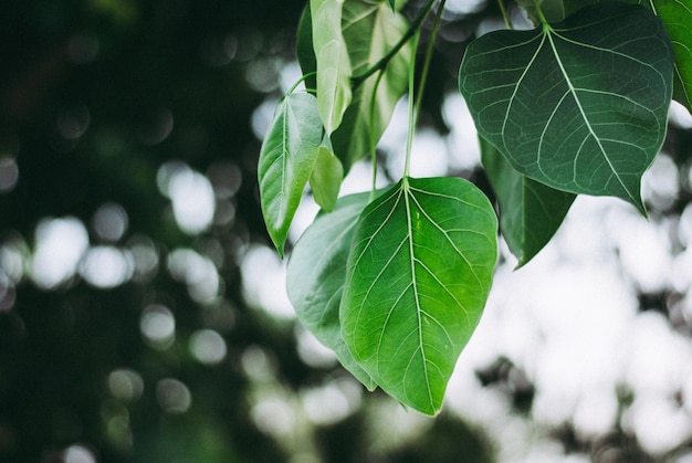 Close-up of fresh green leaves