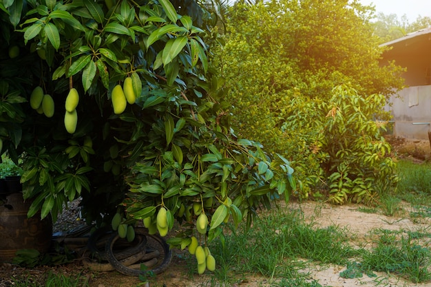 Photo close up of fresh green mangoes hanging on the mango tree in a garden farm with sunlight background harvest fruit thailand.