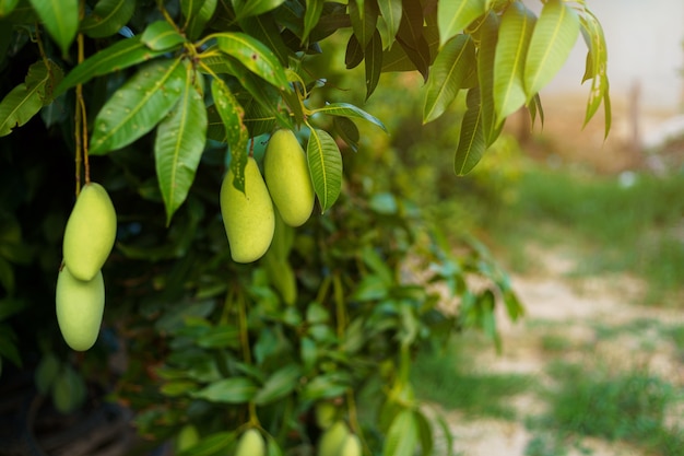 Photo close up of fresh green mangoes hanging on the mango tree in a garden farm with sunlight background harvest fruit thailand.