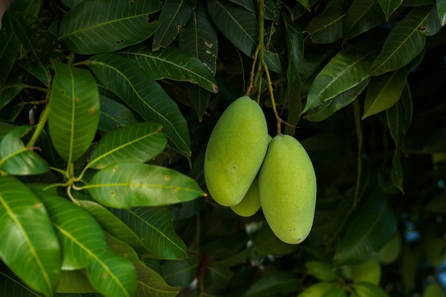 Close up of Fresh green Mangoes hanging on the mango tree in a garden farm with sunlight background harvest fruit thailand.