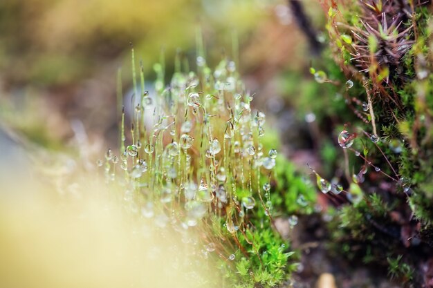 Close-Up Of Fresh green Moss in the greenhouse on a blurred background with selective focus. The picture was taken in the botanical garden. Moscow, Russia.