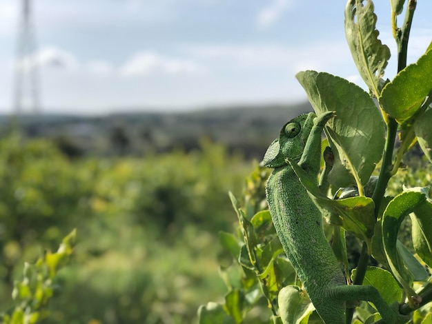 Close-up of fresh green plant against sky