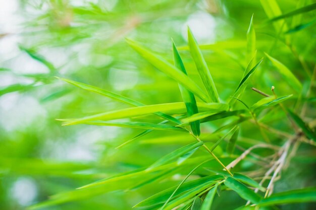 Close-up of fresh green plant in field