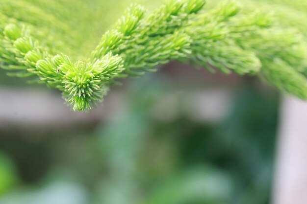 Photo close-up of fresh green plant