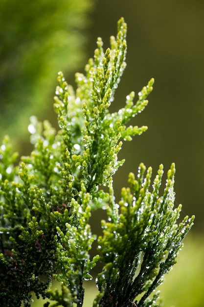 Close-up of fresh green plant