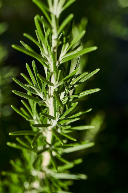 Close-up of fresh green plant