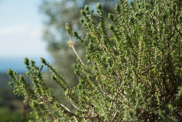 Close-up of fresh green plant