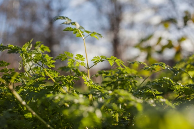 Close-up of fresh green plant