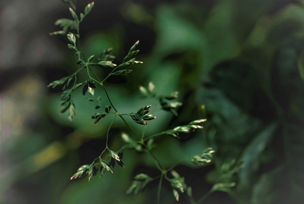 Close-up of fresh green plant