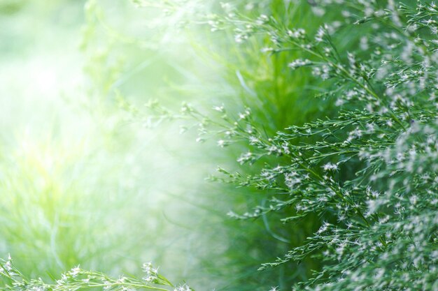 Photo close-up of fresh green plant