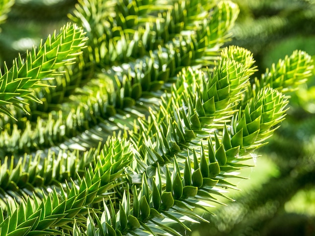 Photo close-up of fresh green plants