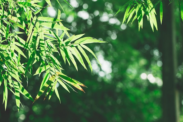 Close-up of fresh green tree