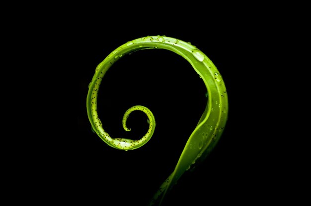 Photo close-up of fresh leaf against black background