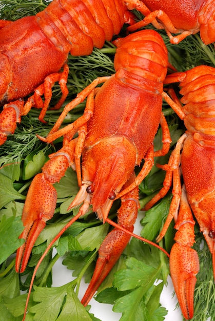 Close-up of fresh lobsters