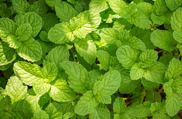 Close up of fresh mint leaves in the garden