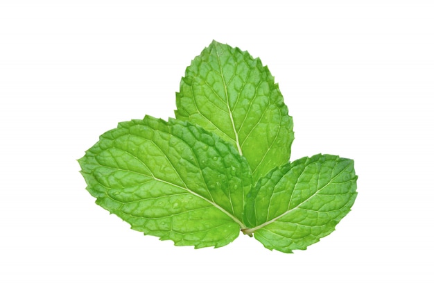 Close-up fresh mint leaves isolated on white background