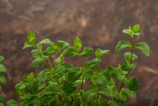 Close up of Fresh mint leaves on a stone texture background