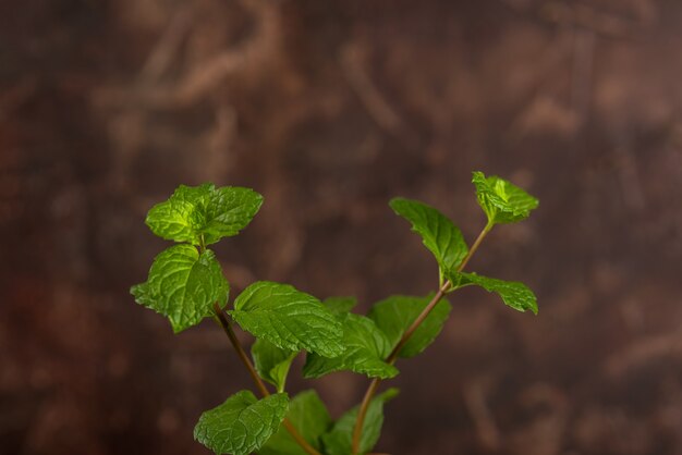 Close up of Fresh mint leaves on a stone texture background