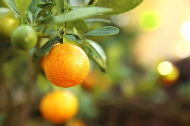 Close up fresh orange fruit with leaves growing on the tree in the garden.