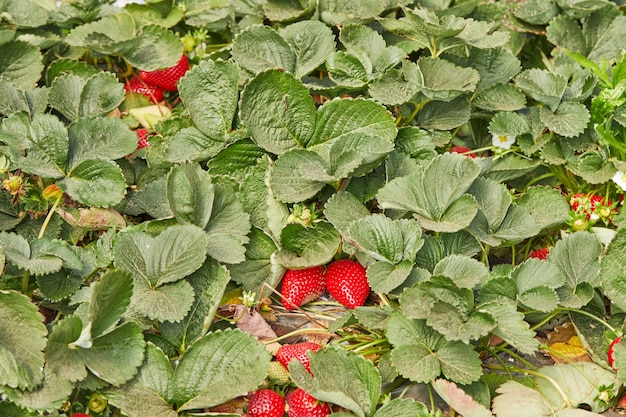 Close up of fresh organic strawberries growing on a vine.