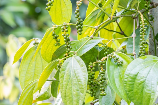 Close-up of fresh pepper on branch, in an organic plantation, selected focus point, soft light and green leaves in background.