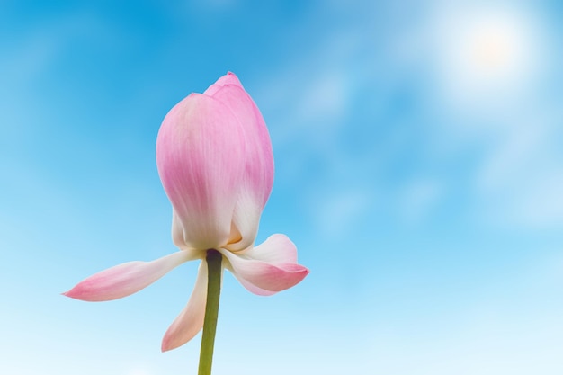 Close-up of fresh pink lotus with sunlight on blur sky background