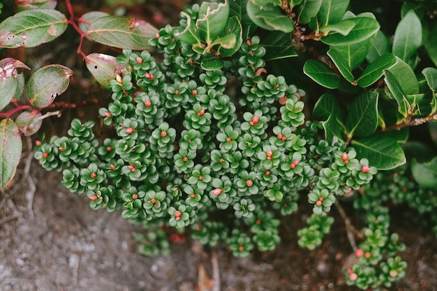 Photo close-up of fresh plants