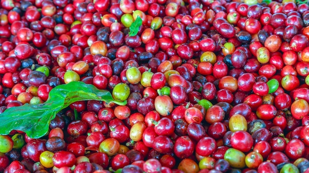 Close up of fresh red raw berry coffee beans and xACoffee leaves