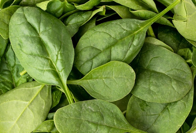 Close-up of fresh spinach leaves