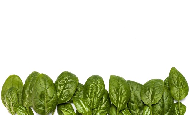 Close up of fresh spinach with copy space