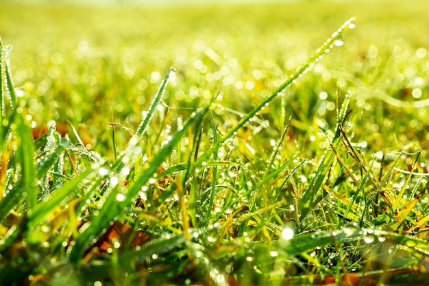 Close up of fresh thick grass with water drops in the early morning